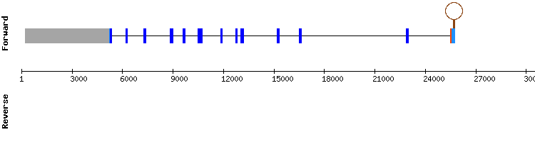 gene structure