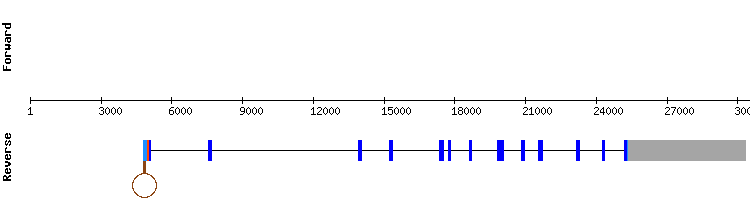 gene structure