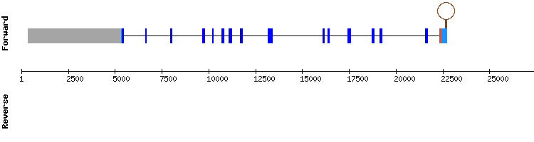 gene structure