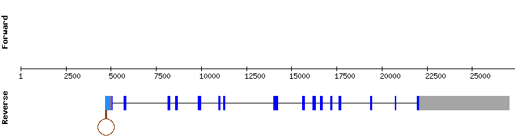 gene structure