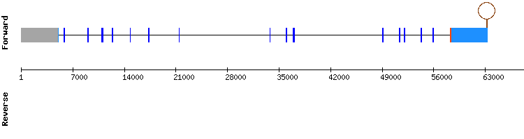 gene structure