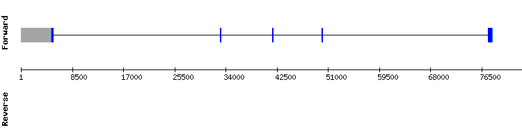 gene structure
