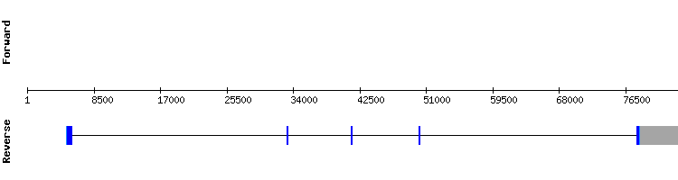 gene structure