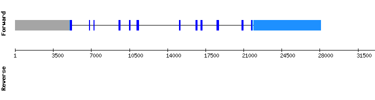 gene structure