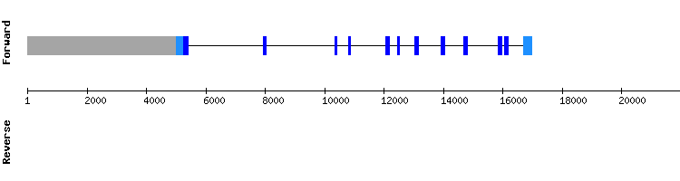 gene structure