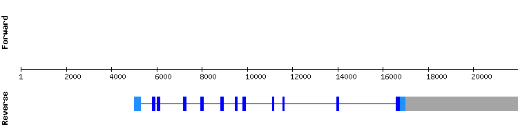 gene structure