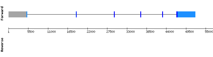 gene structure