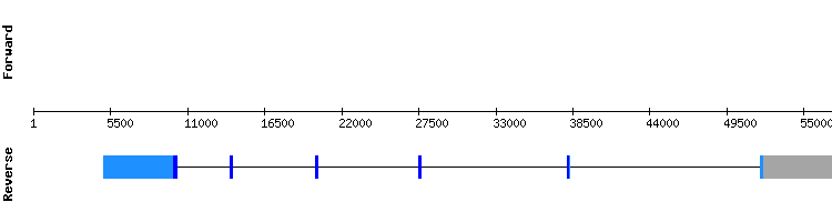 gene structure