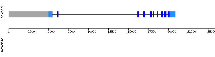 gene structure