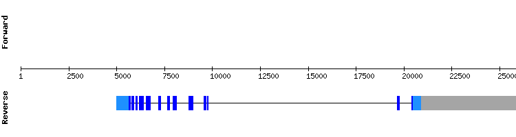 gene structure