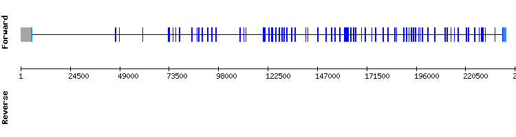 gene structure