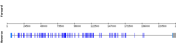 gene structure