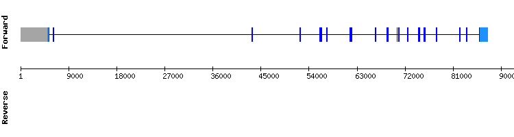 gene structure