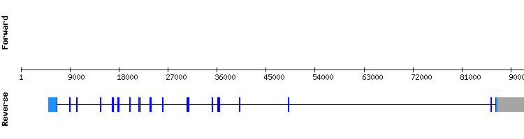 gene structure