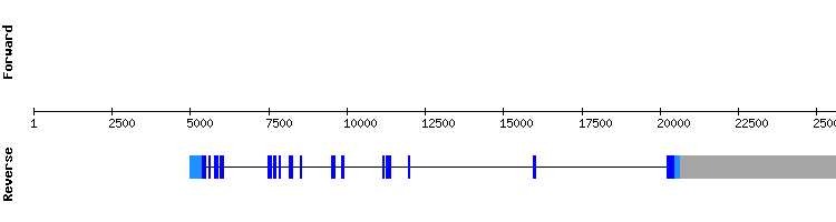 gene structure
