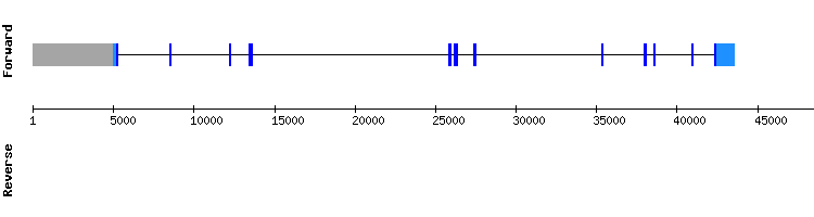 gene structure