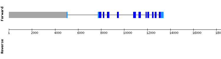 gene structure