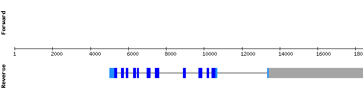gene structure