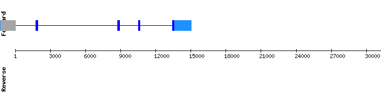 gene structure