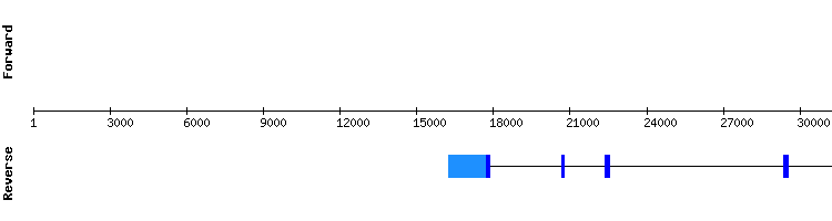 gene structure
