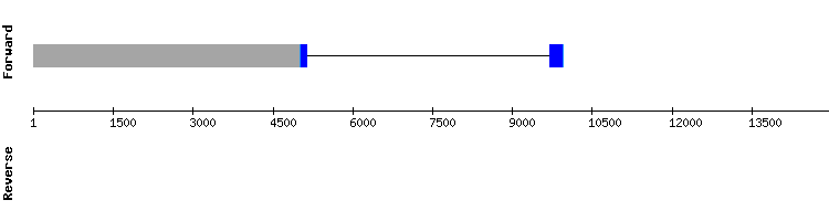 gene structure