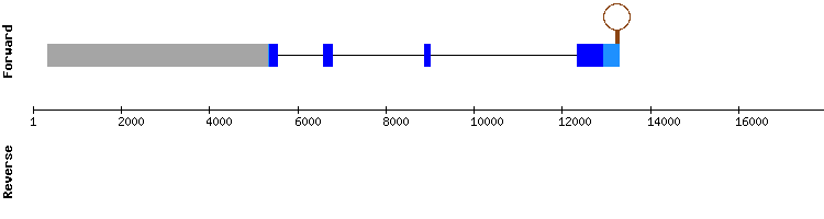 gene structure