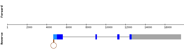 gene structure