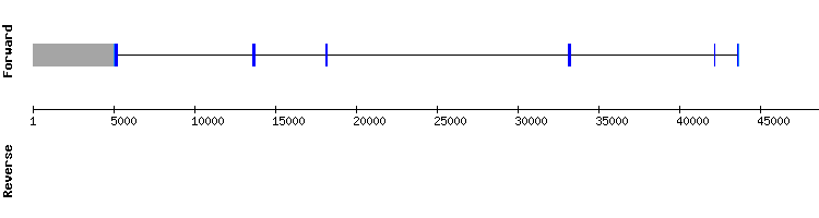 gene structure