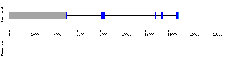 gene structure