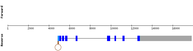 gene structure