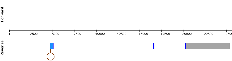 gene structure