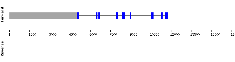 gene structure
