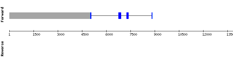 gene structure
