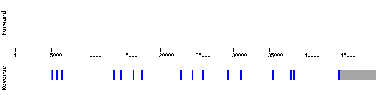 gene structure