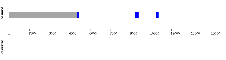 gene structure
