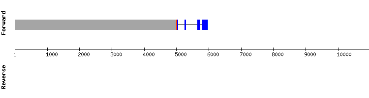 gene structure