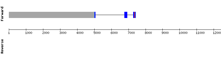 gene structure
