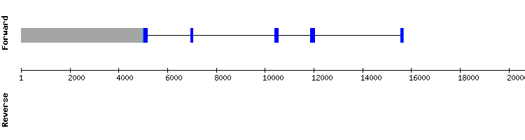 gene structure