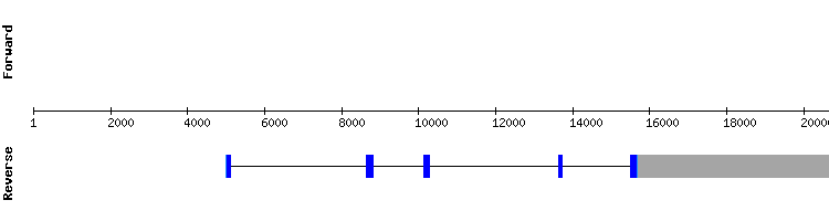 gene structure