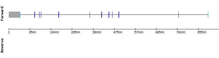 gene structure
