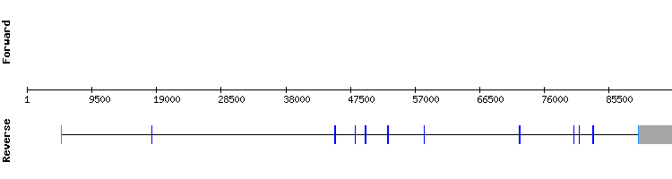 gene structure
