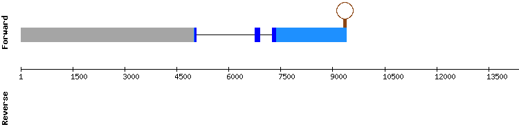 gene structure