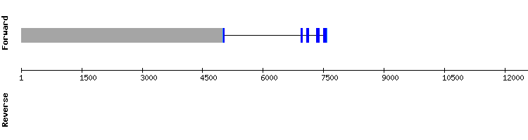 gene structure