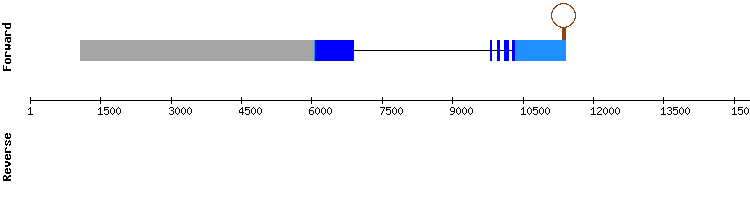 gene structure