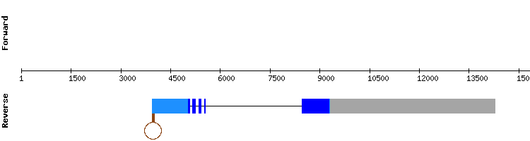 gene structure