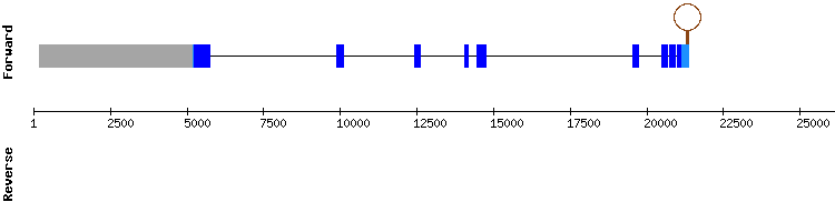 gene structure