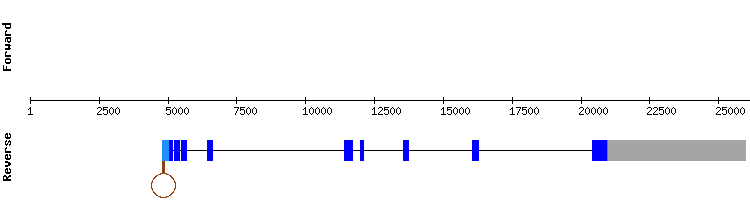 gene structure