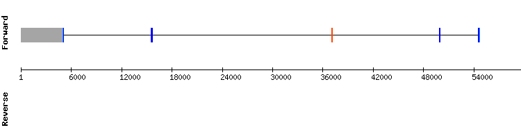 gene structure