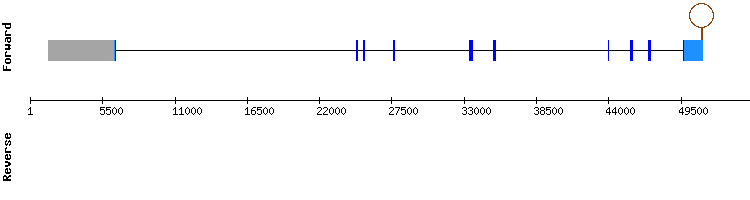 gene structure