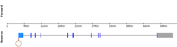 gene structure